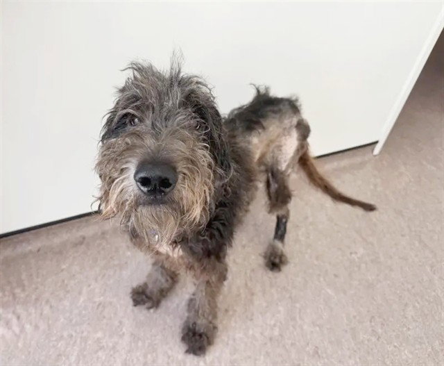 Charlie, Poodle (Standard)