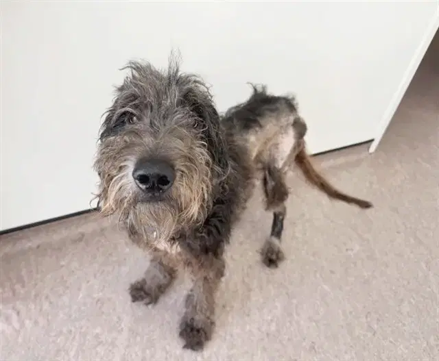 Charlie - Poodle (Standard)