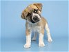 adoptable Dog in , AZ named HASHBROWN