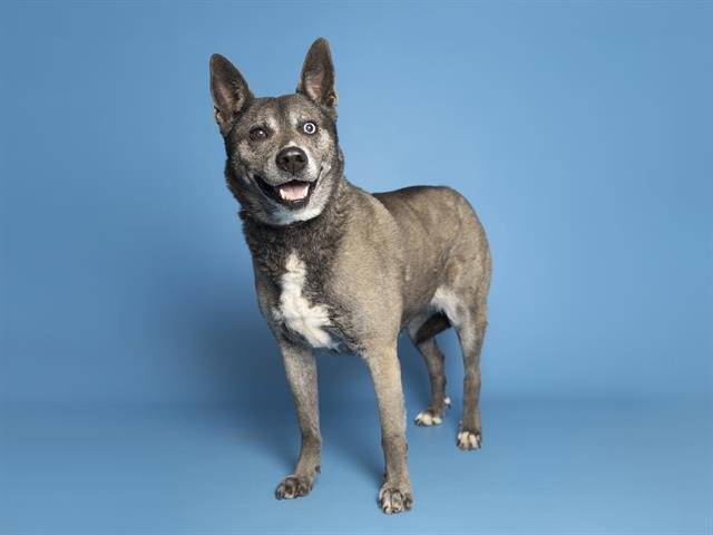 adoptable Dog in Phoenix, AZ named JAGER