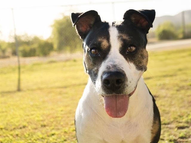 adoptable Dog in Phoenix, AZ named STELLA