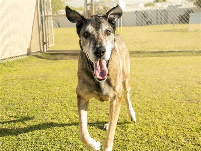 adoptable Dog in Phoenix, AZ named SIG