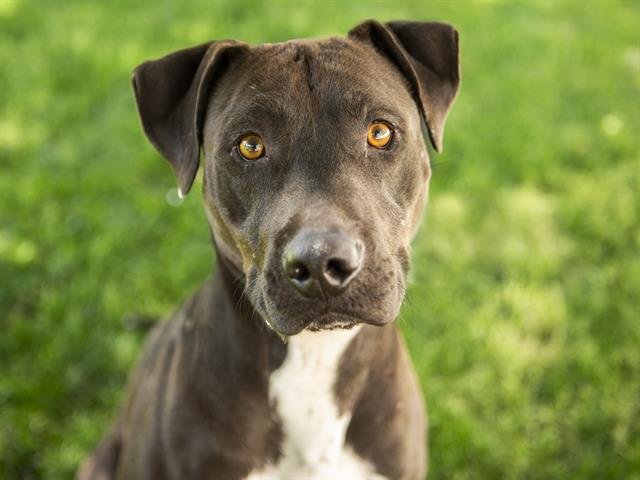 adoptable Dog in Phoenix, AZ named RIPLEY
