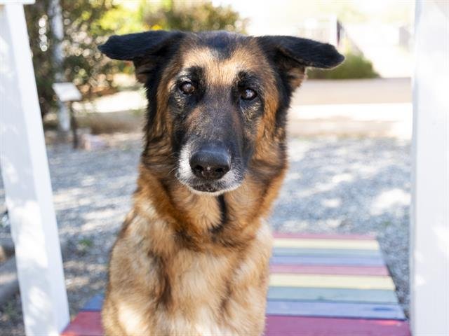 Dog adoption in Phoenix, AZ 85041: German Shepherd Dog / Mixed (long ...