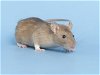adoptable Rat in  named RAT LAUER