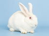 adoptable Rabbit in  named PLUTO