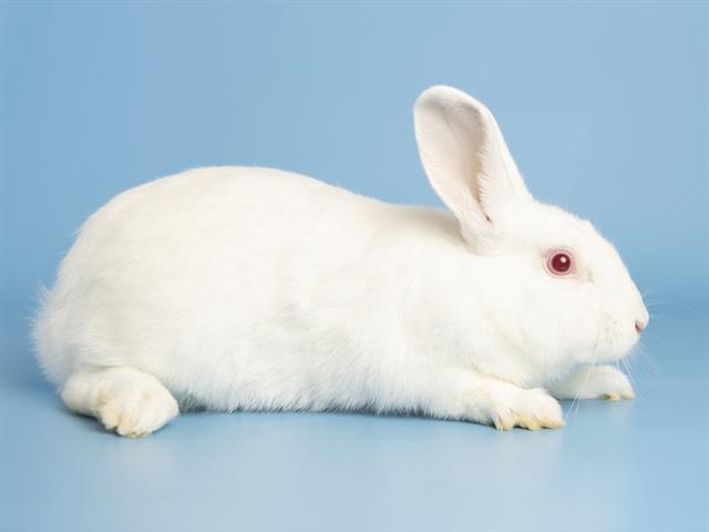 adoptable Rabbit in Phoenix, AZ named MARSHMELLOW