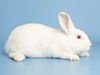 adoptable Rabbit in  named MARSHMELLOW