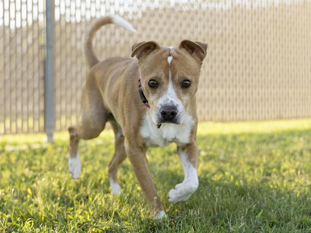 adoptable Dog in Phoenix, AZ named JOHNNY