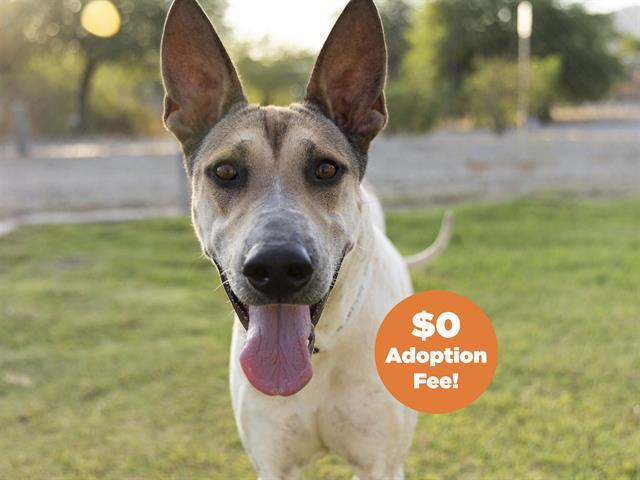 adoptable Dog in Phoenix, AZ named MICKEY