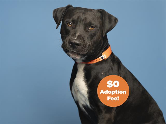 adoptable Dog in Phoenix, AZ named DURANGO