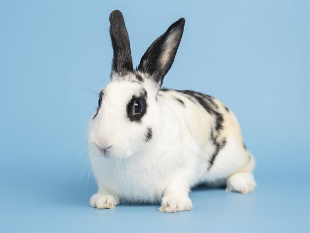 adoptable Rabbit in Phoenix, AZ named CADBURY CREME EGG