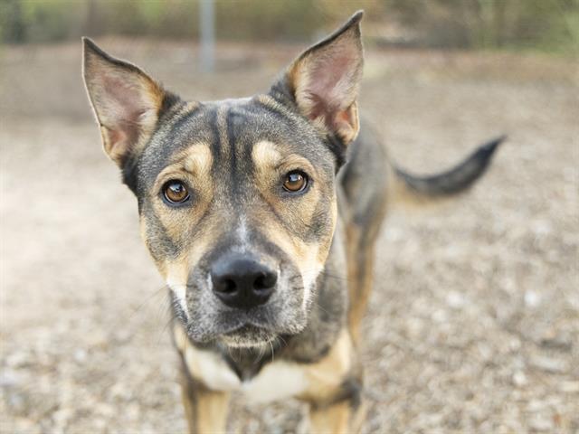 adoptable Dog in Phoenix, AZ named CARMEL