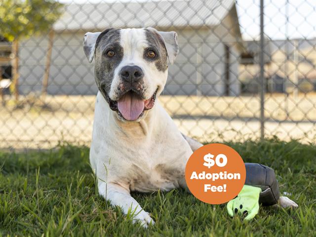 adoptable Dog in Phoenix, AZ named MILTON