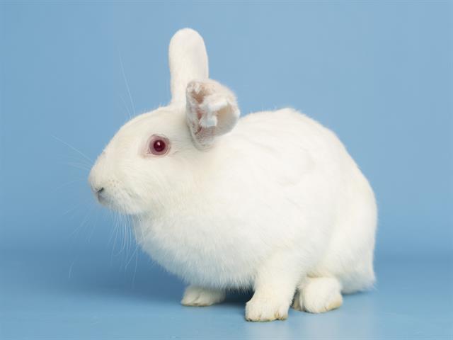 adoptable Rabbit in Phoenix, AZ named BONNIE