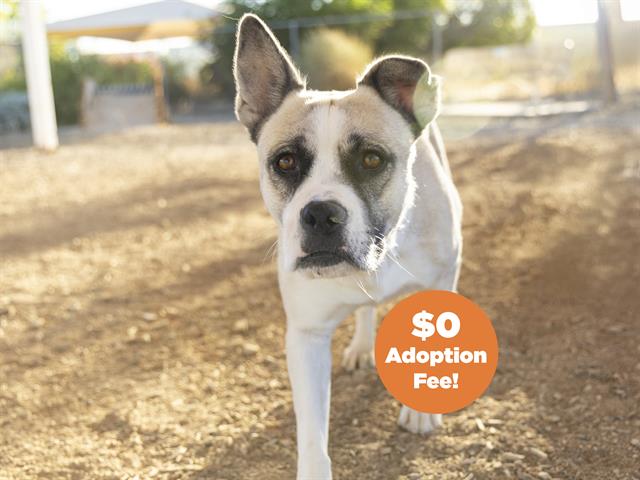 adoptable Dog in Phoenix, AZ named AMBER