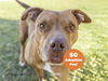 adoptable Dog in , AZ named HOWIE