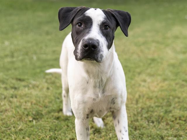 adoptable Dog in Phoenix, AZ named AMELIA