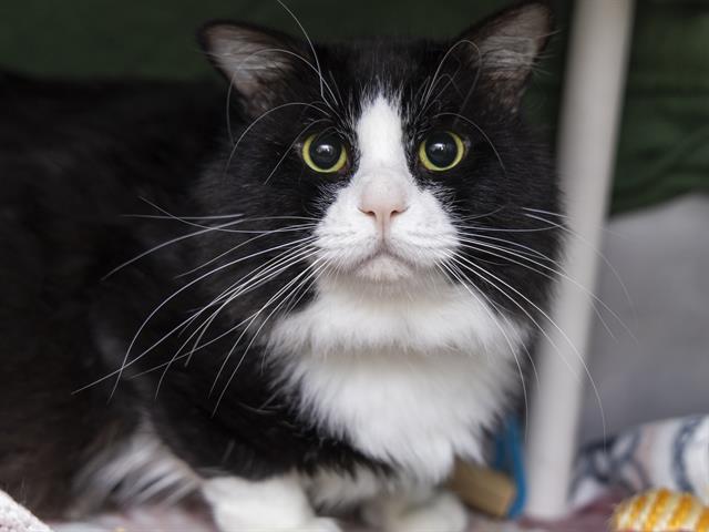 adoptable Cat in Phoenix, AZ named FIGARO