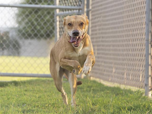 adoptable Dog in Phoenix, AZ named PENELOPE