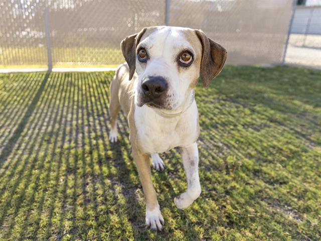 adoptable Dog in Phoenix, AZ named HUBERT