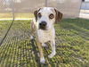 adoptable Dog in , AZ named HUBERT