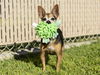 adoptable Dog in , AZ named RAZZ