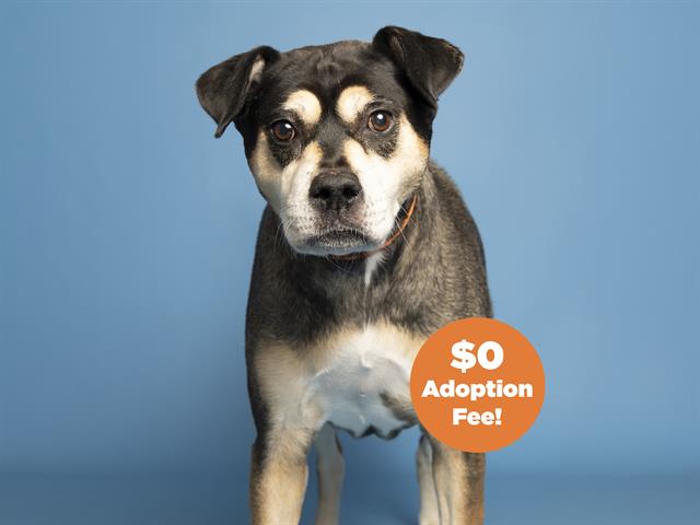 adoptable Dog in Phoenix, AZ named BIRDIE