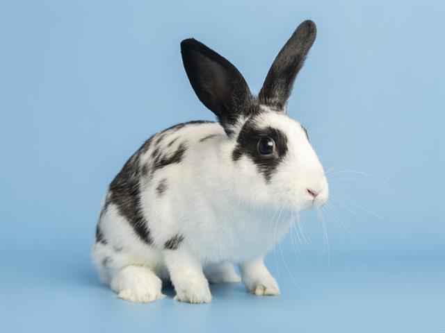 adoptable Rabbit in Phoenix, AZ named OREO