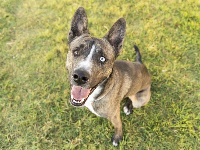 adoptable Dog in Phoenix, AZ named BUBBA