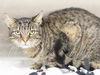 adoptable Cat in , AZ named MEATBALL