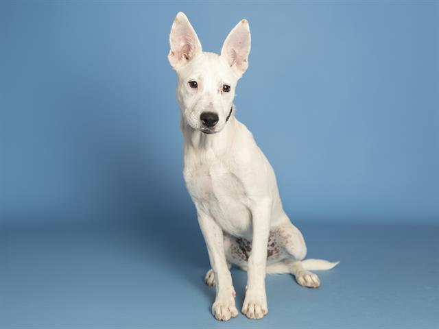 adoptable Dog in Phoenix, AZ named AMETHYST