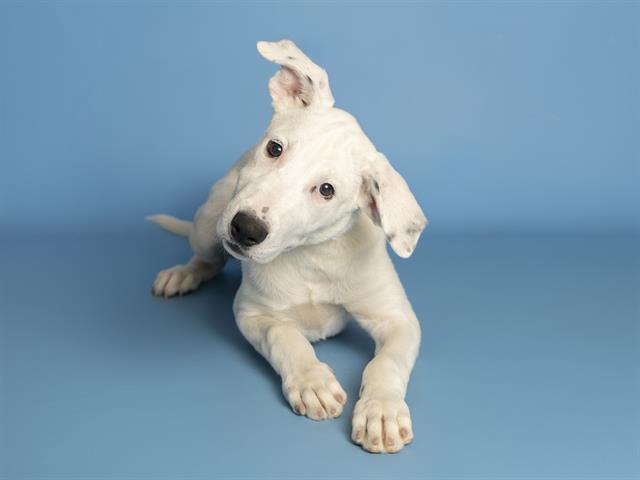 adoptable Dog in Phoenix, AZ named MOONSTONE