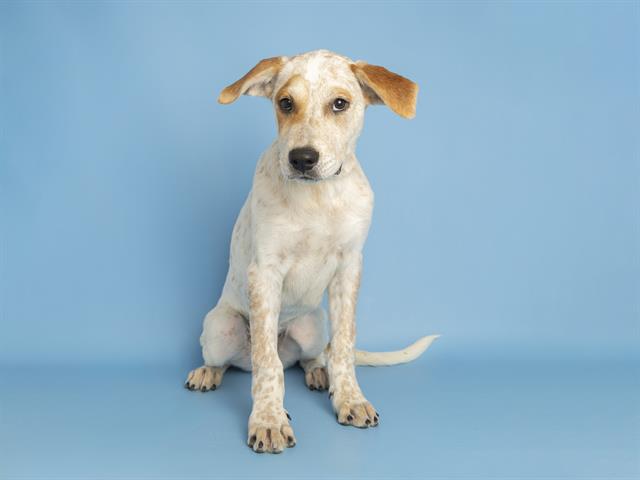 adoptable Dog in Phoenix, AZ named LUCKY