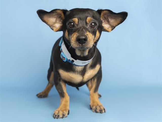 adoptable Dog in Phoenix, AZ named YODA