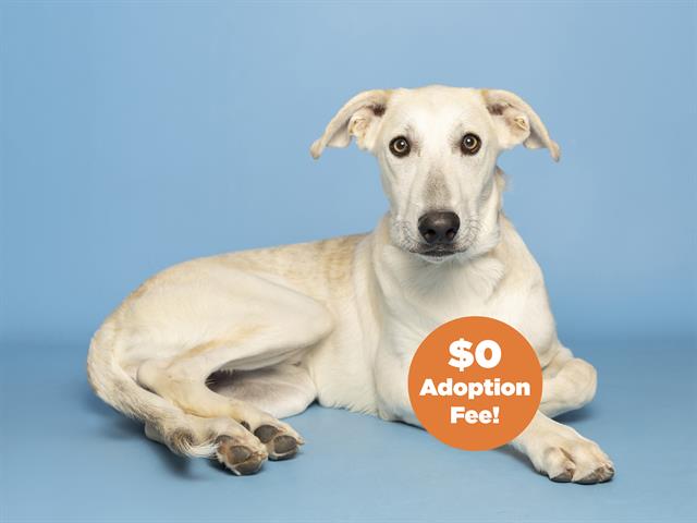 adoptable Dog in Phoenix, AZ named BABY