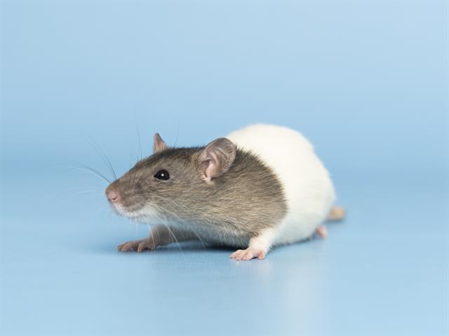 adoptable Rat in Phoenix, AZ named BUTTERSCOTCH