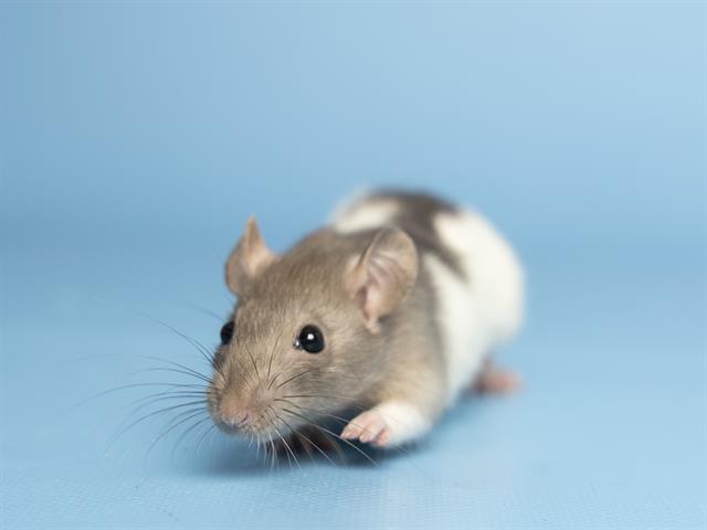 adoptable Rat in Phoenix, AZ named BEAN