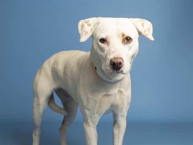 adoptable Dog in Phoenix, AZ named ELLY