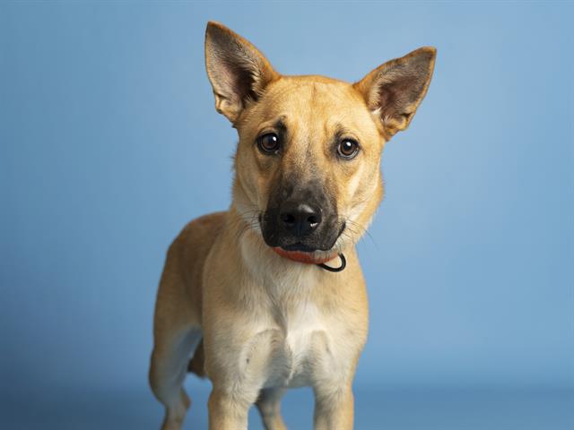 adoptable Dog in Phoenix, AZ named SCOOBY