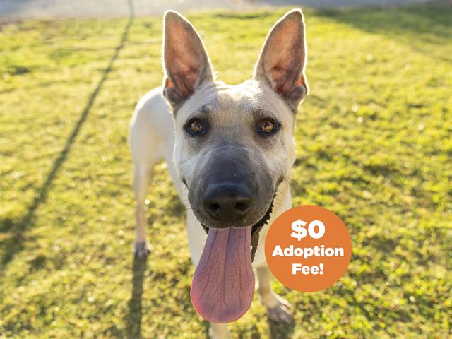 adoptable Dog in Phoenix, AZ named MALES