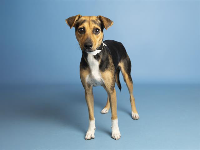 adoptable Dog in Phoenix, AZ named JAZZIE