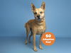 adoptable Dog in Phoenix, AZ named TONY