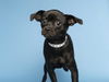 adoptable Dog in Phoenix, AZ named DR. ACULA