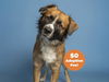 adoptable Dog in Phoenix, AZ named SCOOBY