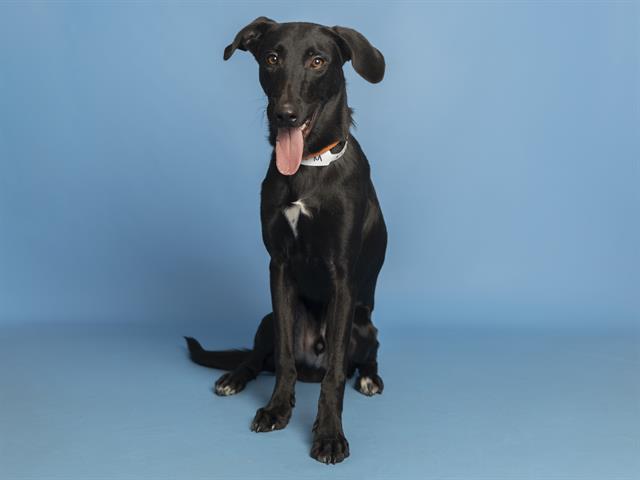 adoptable Dog in Phoenix, AZ named OYSTER