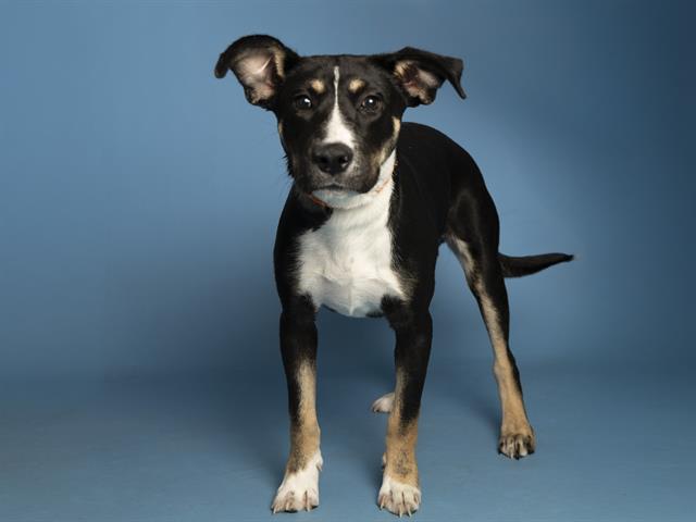 adoptable Dog in Phoenix, AZ named LOTTIE