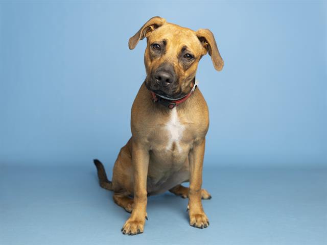 adoptable Dog in Phoenix, AZ named FRANNY