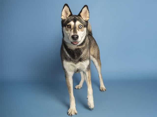 adoptable Dog in Phoenix, AZ named LEXI