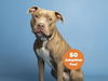 adoptable Dog in Phoenix, AZ named RUSS